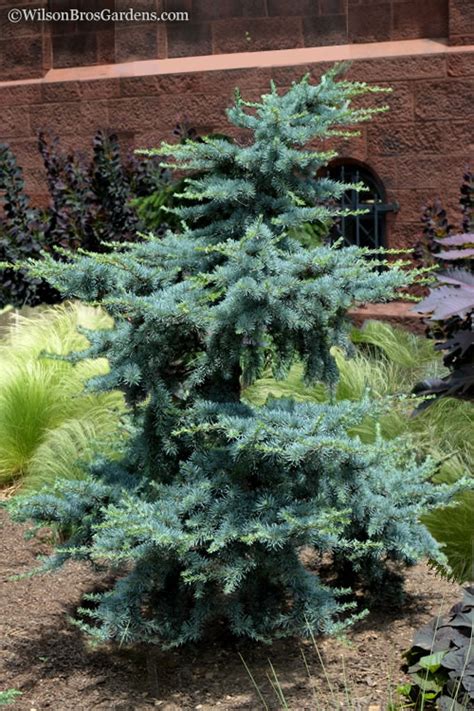 dwarf blue cedar