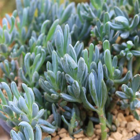 dwarf blue chalk sticks