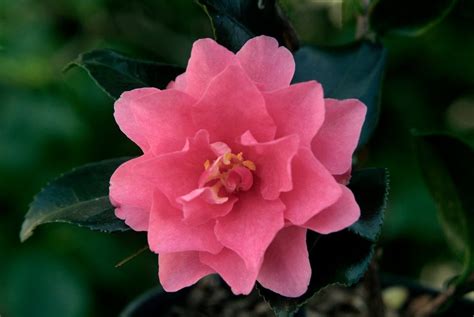 dwarf camellia sasanqua