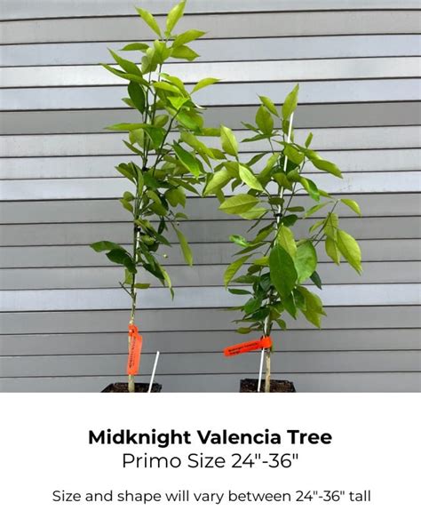 dwarf midknight valencia orange tree