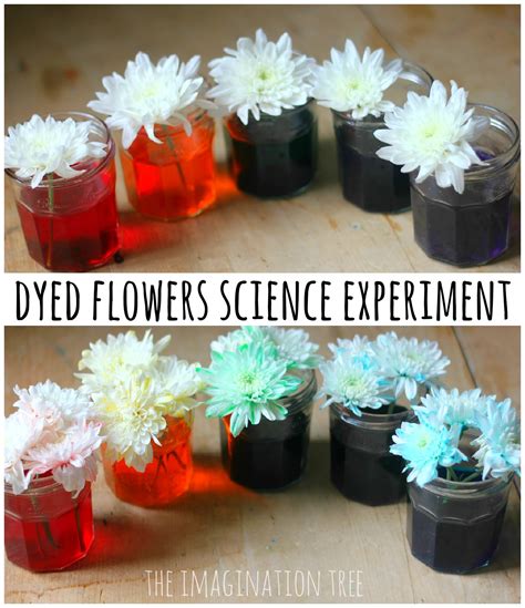 Dyed Flowers Science Experiment The Imagination Tree Flower Science Experiment - Flower Science Experiment