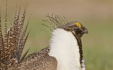 dynamics of sage grouse centrocercus urophasianus populations