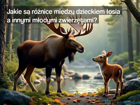 dziecko łosia