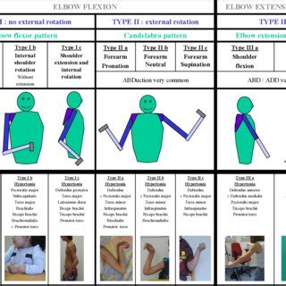 e Classification of upper limb patterns. Download Scientific Diagram