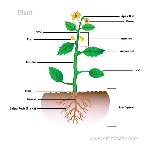 E Book Of Plant Diagram For Kids Online Plant Diagram Worksheet - Plant Diagram Worksheet