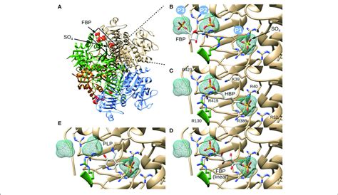 E Coli Adp