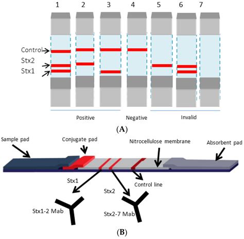 E Coli Lateral Flow