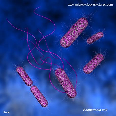 E Coli Shape