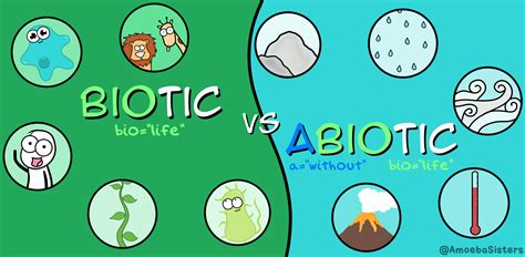 E Streetlight Com Abiotic And Biotic Factors Worksheet Abiotic Vs Biotic Worksheet - Abiotic Vs Biotic Worksheet