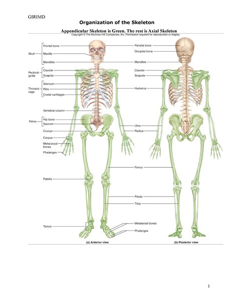 E Streetlight Com Appendicular Skeleton Worksheet Answers Structure Of Bones Worksheet - Structure Of Bones Worksheet