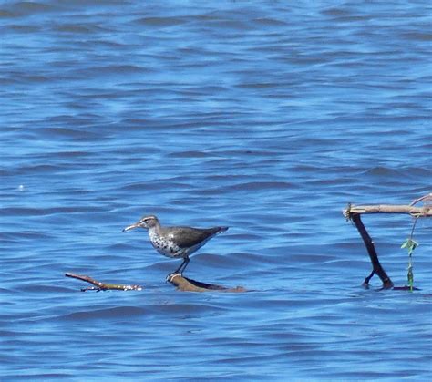 eBird Checklist - 10 Apr 2024 - White Rock Lake--Sunset Bay area