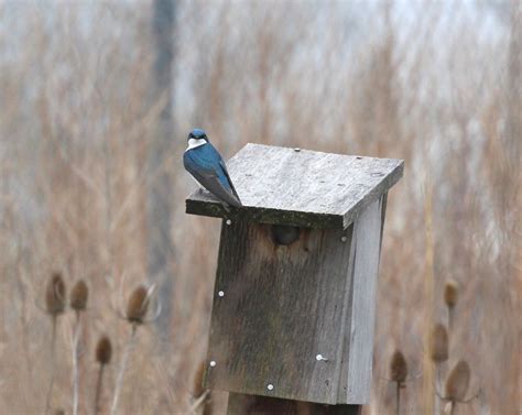 eBird Checklist - 11 Apr 2024 - Cornwall Preserve - 6 species