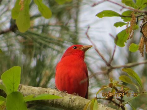 eBird Checklist - 12 Apr 2024 - Bear Swamp WMA - 8 species