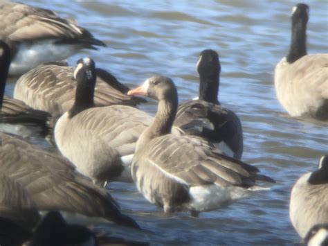 eBird Checklist - 12 Apr 2024 - Rue Robitaille, Granby, Québec, CA …