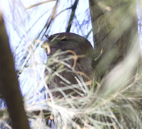 eBird Checklist - 12 Apr 2024 - W6178 CTH-EE, Ellsworth US-WI …