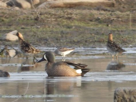 eBird Checklist - 14 Apr 2024 - West Essex Wetlands, Livingston, …