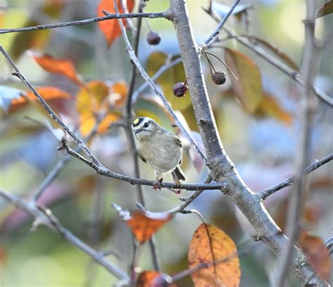 eBird Checklist - 5 Nov 2024 - 84 Oak Ridge St to Putnam Restaurant …