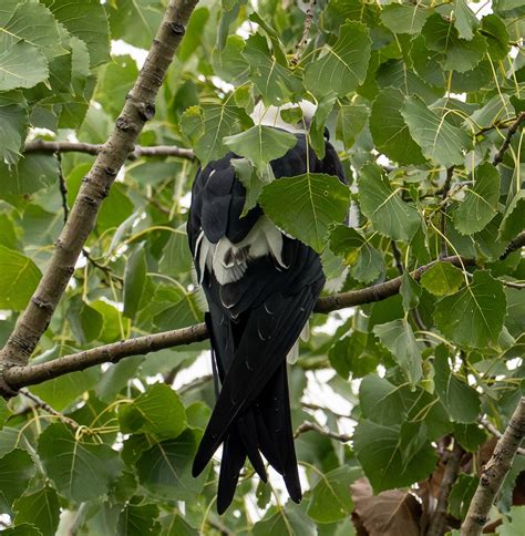 eBird Checklist - 6 Aug 2024 - Harford Springs County Park - 19 …