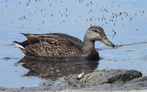 eBird Checklist - 7 Apr 2024 - 2320 Huber Avenue, Borger, Texas, …