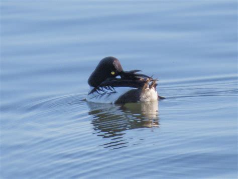 eBird Checklist - 8 Apr 2024 - San Luis Reservoir SRA--San Luis …