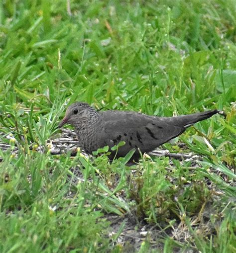 eBird Checklist - 9 Apr 2024 - Central Park--Cedar Hill - 1 species