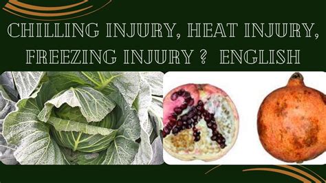 eGRO Alert 9.27 Chilling and Freeze Injury and Heat …