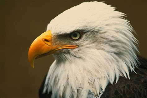 eagle | Ngha ca t Eagle T in Anh