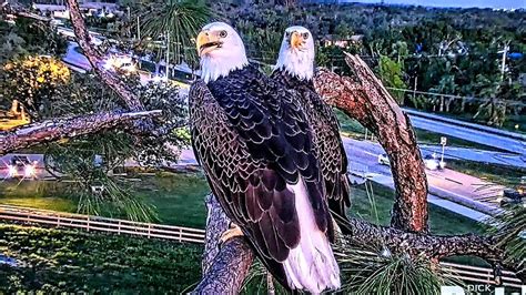 eagle cam florida