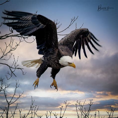 eagle color