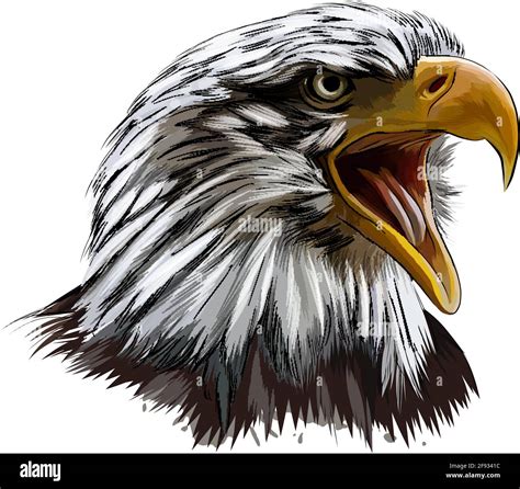 eagle colored