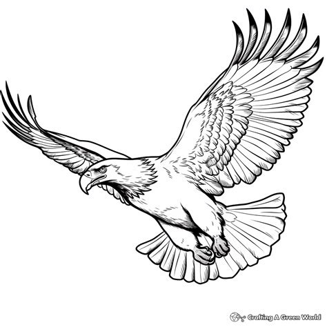 eagle coloring