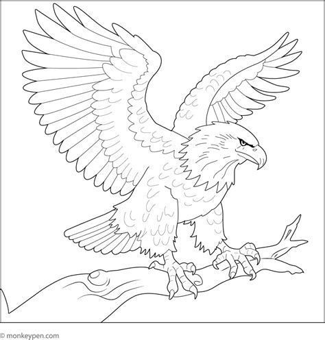 eagle coloring book