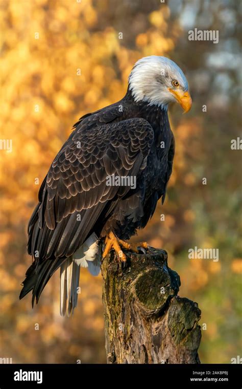 eagle colors