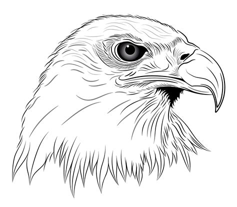 Eagle Head Tattoo Drawing
