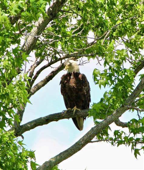 eagle on watch