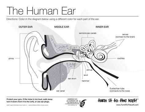 Ear Anatomy Coloring Nature Ear Anatomy Coloring Page - Ear Anatomy Coloring Page