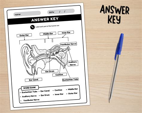 Ear Anatomy Packet Answer Key