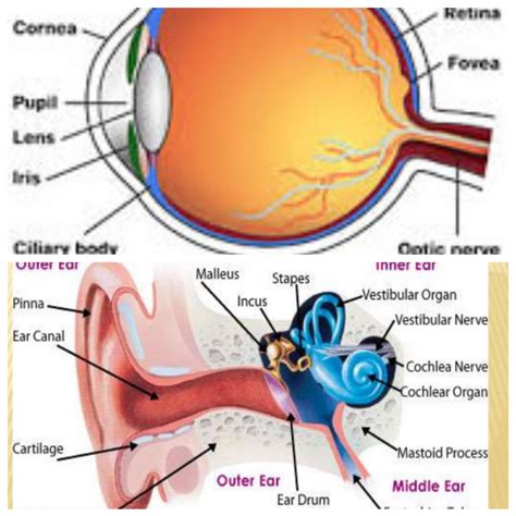 Ear For Eye