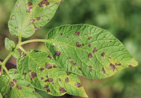 Early Blight Of Potato