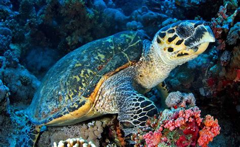 Earths Endangered Creatures