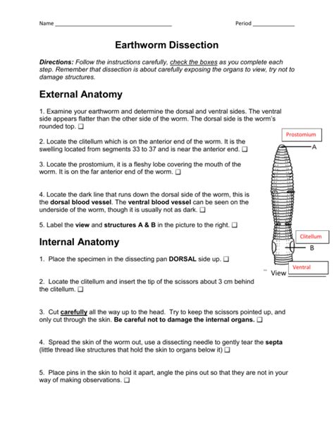 Earthworm Dissection Lab Worksheet