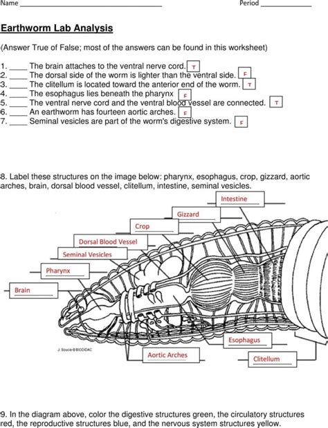 Earthworm Dissection Worksheet