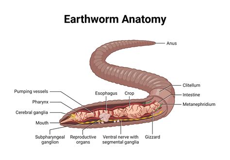 Earthworm Labelled