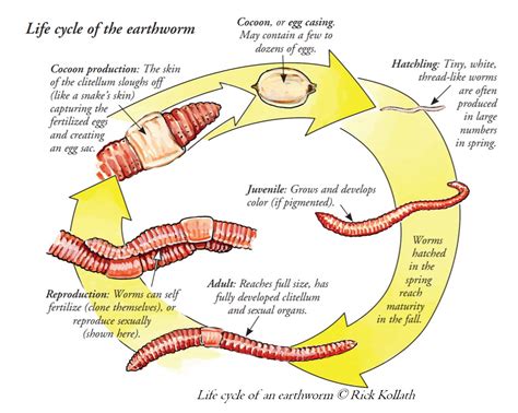 Earthworm Life Cycle
