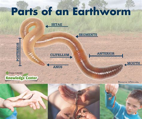 Full Download Earthworm Diagram For Kids 