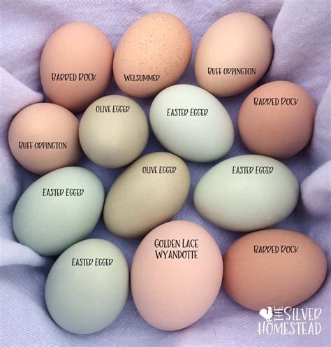 easter egger egg color