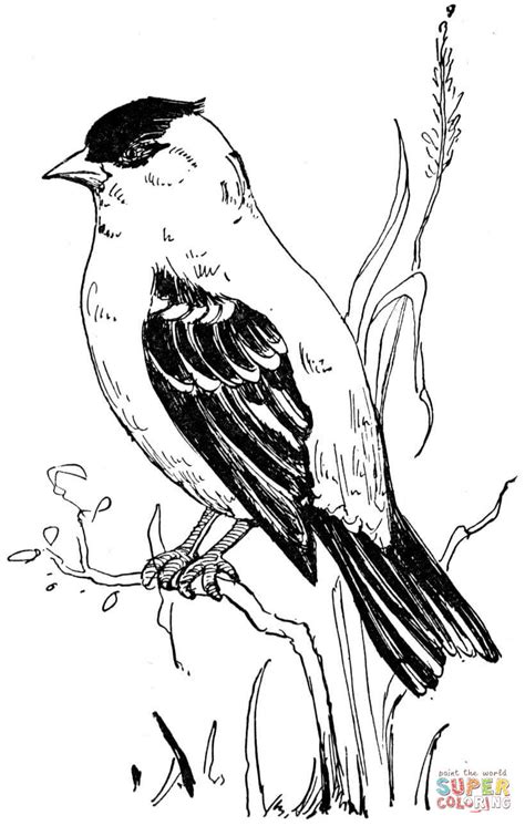 Eastern Goldfinch Coloring Page Free Printable Coloring Pages Purple Finch Coloring Page - Purple Finch Coloring Page