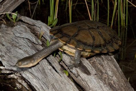 Eastern Long Neck Turtle