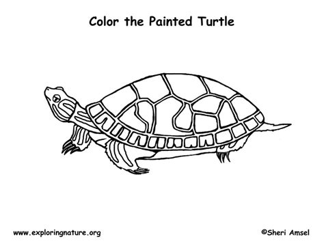 Eastern Painted Turtle Coloring Page Painted Turtle Coloring Page - Painted Turtle Coloring Page