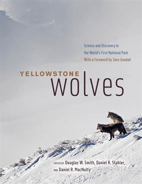 Easterncoyoteresearch Com Store Wolves Of Yellowstone Worksheet - Wolves Of Yellowstone Worksheet